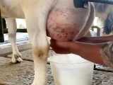 شیر طبیعی بز سانن
