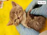 نجات و ریکاوری بچه گربه زخمی در زباله ها