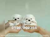 فروش سگ آپارتمانی لطفا فقط در واتساپ پیام دهید 09037802354
