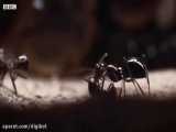 نگاهی نزدیک به زندگی شگفت انگیز مورچه ها