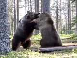 خرس کودیاک بزرگترین جاندار گوشتخوار روی کره زمین