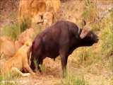 حیات وحش، جنگ شیر و بوفالو برای بقاء