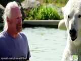 زندگی یک مرد با خرس قطبی