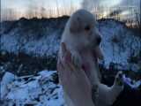 نجات و ریکاوری توله سگ زخمی از میان برف ها