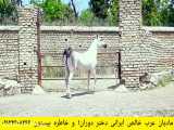 اسب عرب مادیان خالص ایرانی