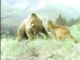 جنگ خرس باشیر