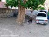 اینجا زرند - گیسک - درخت چنار 700 ساله. خرداد 99