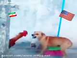 جنگ خروس و سگی که تشبیه به جنگ ایران و آمریکا شده است