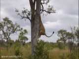 حیات وحش، بالا رفتن شیر از درخت برای فرار از کفتارها