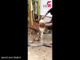 حمام کردن مار کبری غول پیکر در حیاط خانه مرد هندی