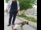 ساختن پا مصنوعی با چرخ برای سگ توسط شهروند اهل بازرگان ماکو