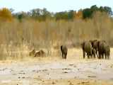 حیات وحش، فیل مادر در مقابل شیرها