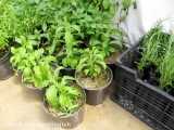 تولید انواع گیاهان دارویی به صورت کیسه ای گلدانی و ریشه لخت در شرکت زرین گیاه