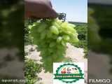 sell grapes exports from iran kashmar +989153387959