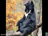 همه چیز درمورد خرس سیاه آسیایی
