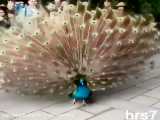 حرک قشنگ بال های طاووس