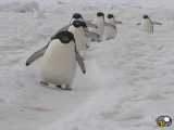 حرکت پنگوئن بامزه ❤️❤️
