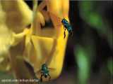 گرده افشانی گل ارکیده و کاکتوس از طریق زنبور و خفاش ها
