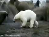 نبرد خرس قطبی و خوک دریایی