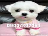 فروش توله سگ آپارتمانی فقط در واتساپ پیام دهید 09037802354