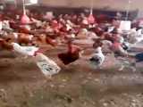فروش مرغ تخمگذار محلی 09131007689