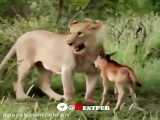 صحنه ای بی بدیل از پرورش یک آهو توسط یک شیر