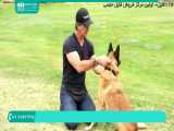 آموزش و تربیت سگ | تربیت سگ خانگی و شکاری ( قلاده بستن سگ ژرمن شپرد )