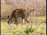 Wild Lions Swim in a Hunt for Buffalo