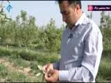 تلاش ایرانی - کشاورزی دانش بنیان - مزرعه سبز