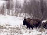Wolf Pack Hunts Buffalo Herd - BBC Earth
