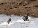 Crocs catch and eat zebra - incredible feeding behaviour