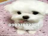 فروش توله سگ آپارتمانی لطفا فقط در واتساپ پیام دهید 09037802354