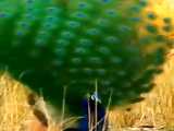 زیباترن طاوس جهان جنگل امازون