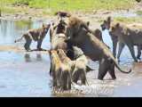رویارویی شیرها با کروکودیل پس از شکار گوزن در رودخانه