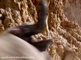مستاد فیلم حیات وحش شیر در نجات توله شیر