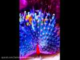 مستند زیباترین طاووس های جهان را FullHD تماشا کنید و بشناسید