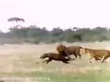 حمله شیرهای غول پیکر افریقایی به کفتار در حیات وحش افریقا