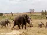 حمایت فیل افریقایی از بچه فیل در مقابل حملات شیرهای درنده افریقایی