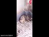 گرگ بی نوا از دست حمله سگ های ولگرد به خانواده کرجی پناه برد