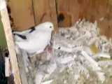 نشستن کبوتر روی تخم