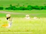 کلیپی زیبا از شکار دس جعمی یوز پلنگها