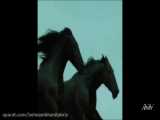 نمایش برترین نژادهای اسب در قالب زیبایی
