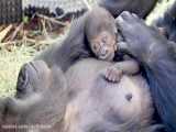 مهر مادری گوریل به بچه اش - باغ وحش