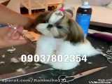 فروش سگ آپارتمانی و عروسکی فقط در واتساپ پیام دهید 09037802354