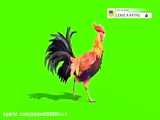 فیلم مرغ با پشت پرده سبز برای فوتوشاپ