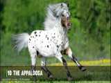 10 نژاد نادر اسب رنگی بسیار زیبا