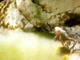 شیرجه در آبشار شیر آباد