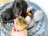 توله سگ Dachshund مراقبت میکند از 5 جوجه اردک