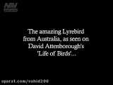 پرنده ای در استرالیا که هر صدایی را تقلید میکند!