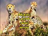 زنده شدن امید ها با دیده شدن 5 قلاده یوزپلنگ ایرانی